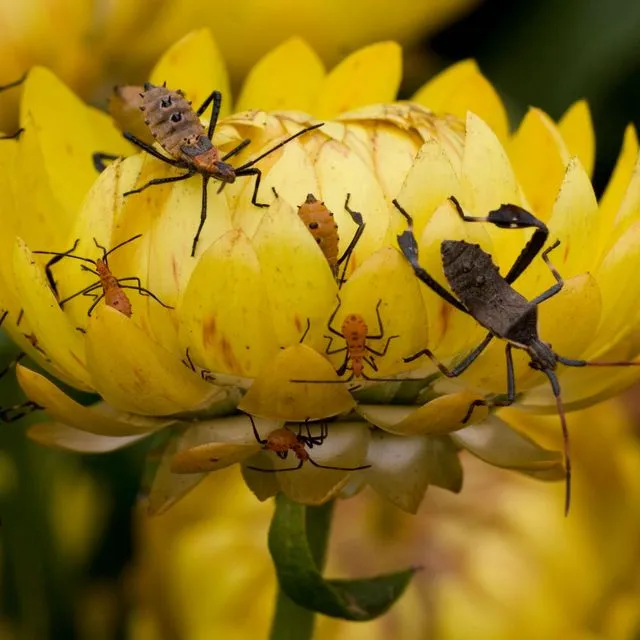 thumbnail for publication: Integrated pest management goes hand-in-hand with safety